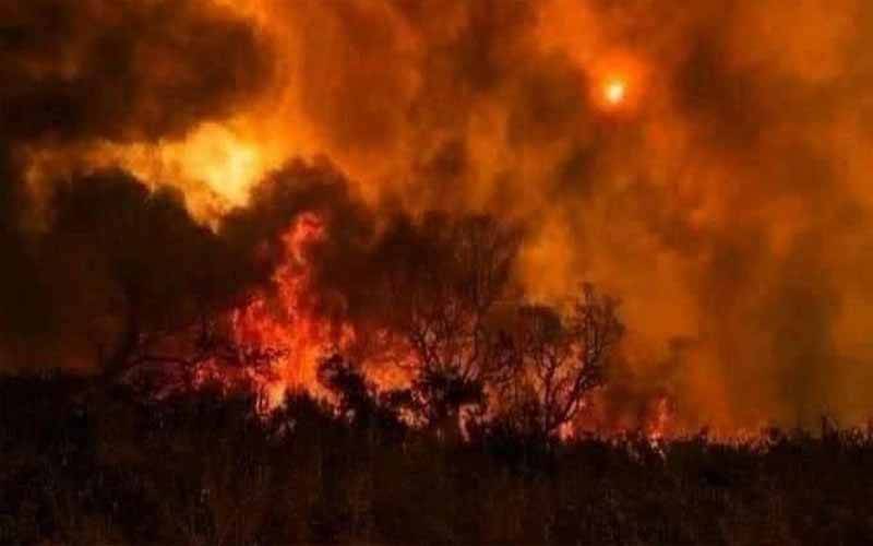ایبٹ آباد: کوہ سربن جنگل میں آگ بھڑک اٹھی، سینکڑوں قیمتی درخت جل کر راکھ