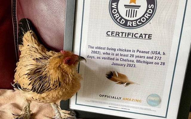 گنیز ورلڈ ریکارڈ میں شامل دنیا کی عمر رسیدہ مرغی چل بسی
