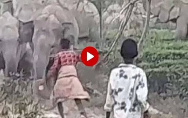 ہاتھی کو مارنا شخص کو مہنگا پڑگیا ، ویڈیو سوشل میڈیا پر وائرل