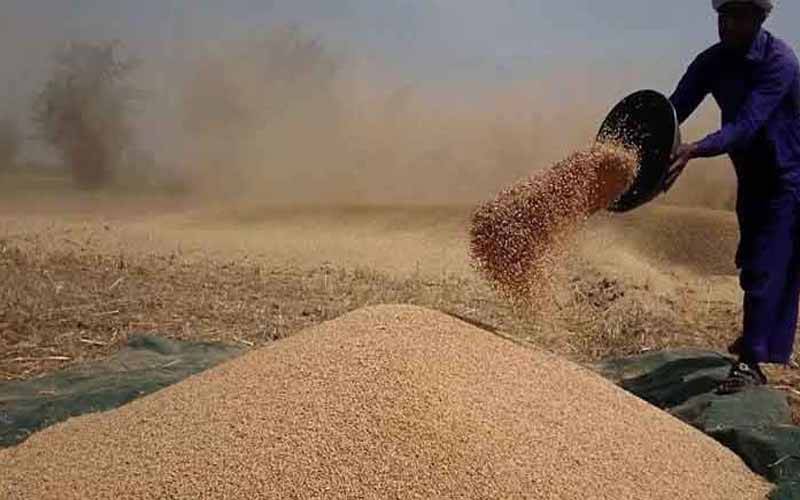 سندھ حکومت کا گندم خریداری کا عمل 20 مارچ سے شروع کرنیکا فیصلہ