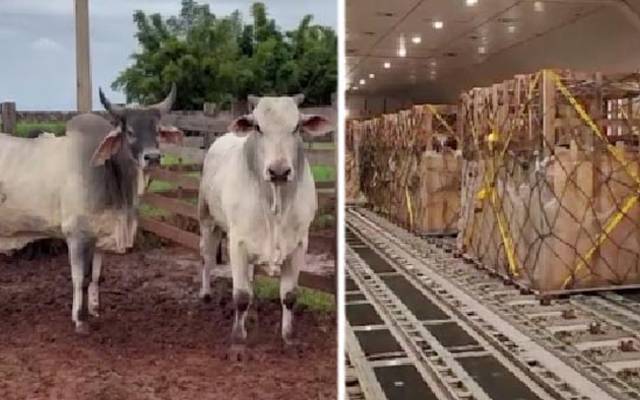  خصوصی سرمایہ کاری سہولت کونسل (SIFC) کے تحت برازیل سے درآمد شدہ اعلیٰ نسل کے مویشیوں کی پہلی کھیپ پاکستان پہنچ گئی۔