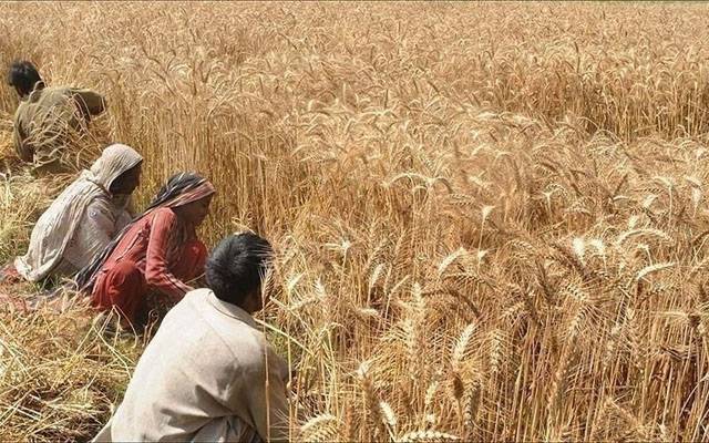 پنجاب میں گندم کی امدادی قیمت کم ،خریداری بھی صرف 20 لاکھ میٹرک ٹن ہوگی
