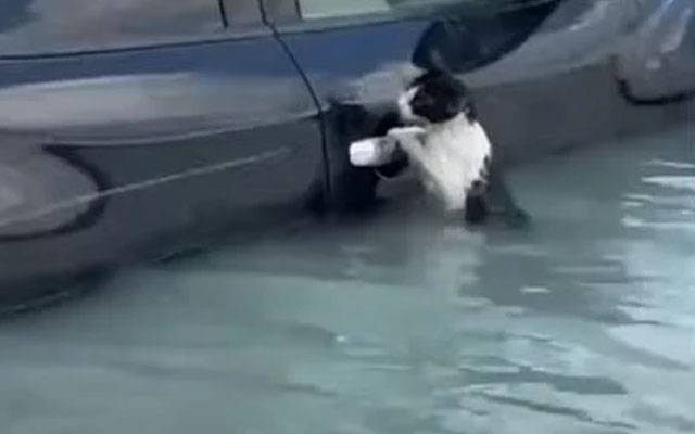 دبئی ؛سیلابی ریلے میں پھنسی بلی کو ریسکیو کرنے  کی دلچسپ ویڈیو وائرل 