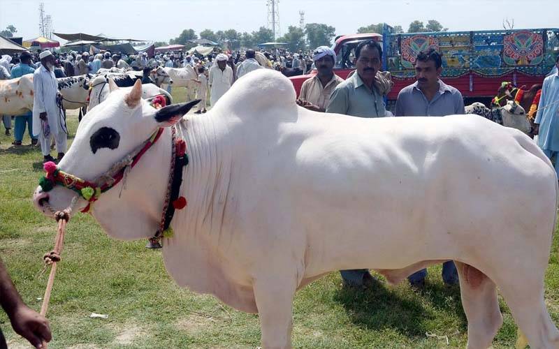 بکرا عید سے قبل کانگو وائرس کا خطرہ ،  محکمہ صحت نے الرٹ جاری کر دیا 