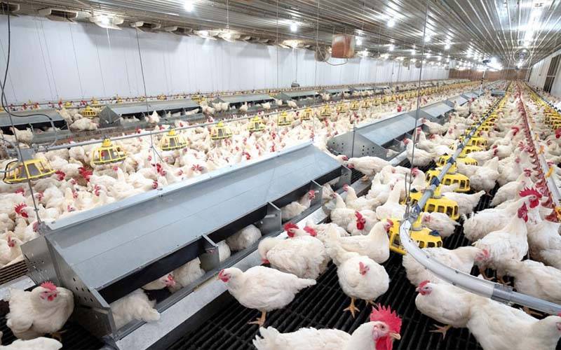 لاہور میں مرغی کی قیمت کو پر لگ گئے، یک مشت 200 روپے اضافہ 