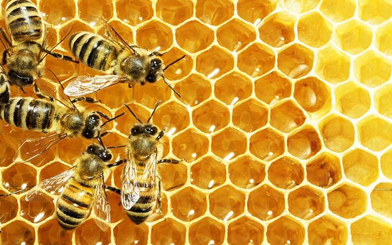 شہد کی مکھیاں زیرآب 7 دن تک زندہ رہ سکتی ہیں، تحقیق میں انکشاف