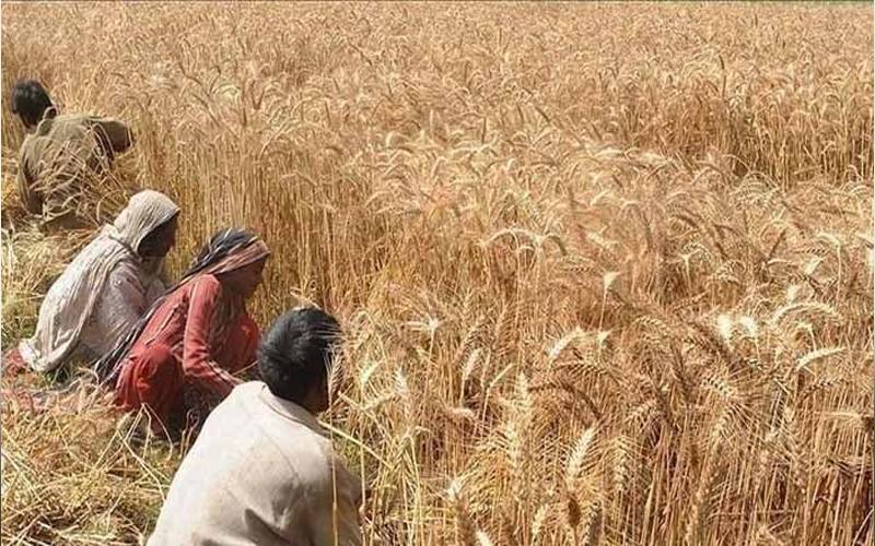 نئی حکومت نے 6 لاکھ 91 ہزار 136 میٹرک ٹن گندم درآمد کی ،ادارہ شماریات