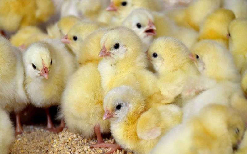 فارمی چوزے کی افغانستان برآمد میں کمی کے اثرات، برائلر مرغی کی قیمت میں کمی آنے لگی