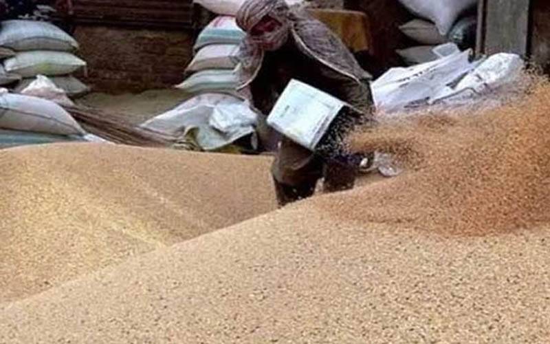 خیبرپختونخوا : گندم کی سرکاری قیمت فی من 3900 روپے مقرر