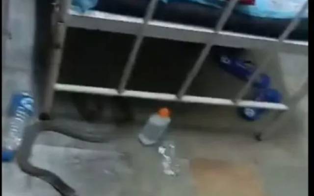 رینالہ خورد کےسرکاری ہسپتال میں سانپ دیکھ کر مریض خوفزدہ ہوگئے۔