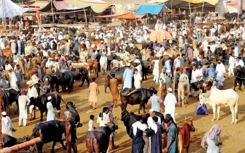 عید قرباں میں 2روز باقی، مویشی منڈیوں میں جانوروں کی قیمتیں آسمان کو چھونےلگیں