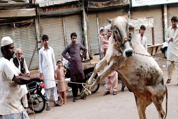  قربانی کے جانور بپھر گئے، موسمی قصائیوں کی دوڑیں لگ گئیں، ویڈیو وائرل 