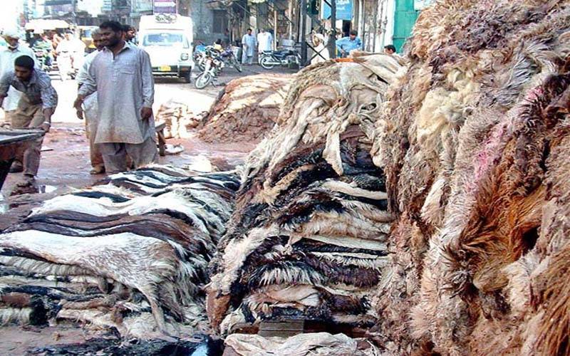 عید قرباں پر کتنی مالیت کی کھالیں جمع ہوئیں؟ جانیے 