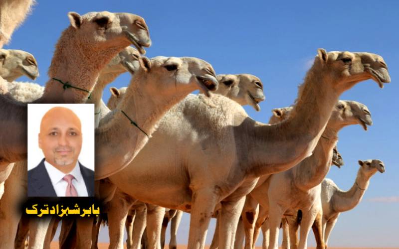 22 جون، اونٹوں کا عالمی دن