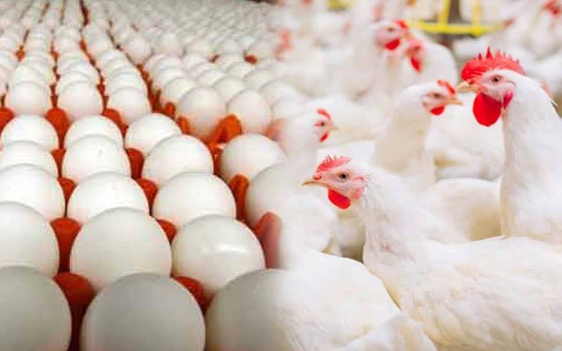 مرغی کے گوشت کی قیمت میں 22روپے کلو اضافہ