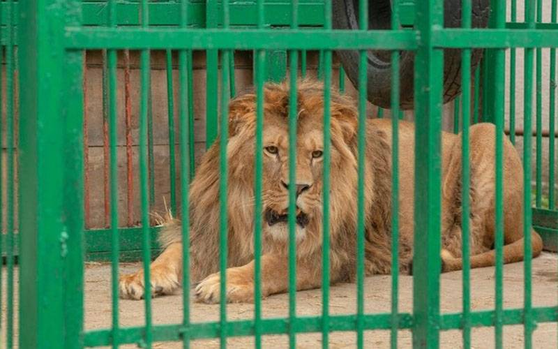 پنجاب، گھروں میں شیر اور چیتے رکھنے پر پابندی