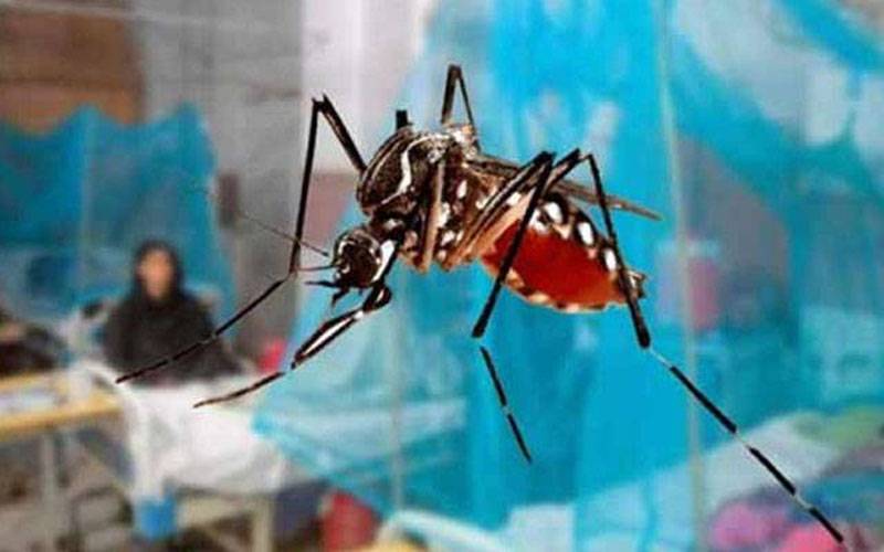 ڈینگی کنٹرول،علی امین گنڈاپور  کی متعلقہ حکام کو ایکشن پلان تیار کرنے کی ہدایت