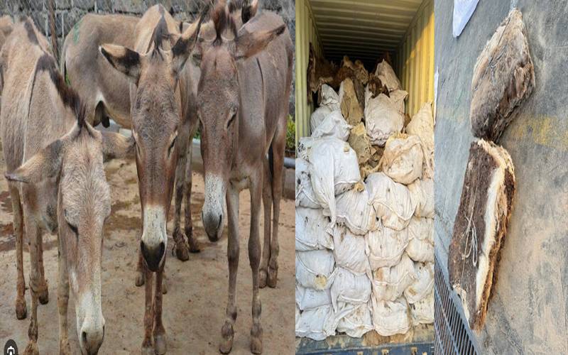 کراچی سے گدھوں کی 14ٹن وزنی کھالیں چین سمگل کرنے کی کوشش ناکام 