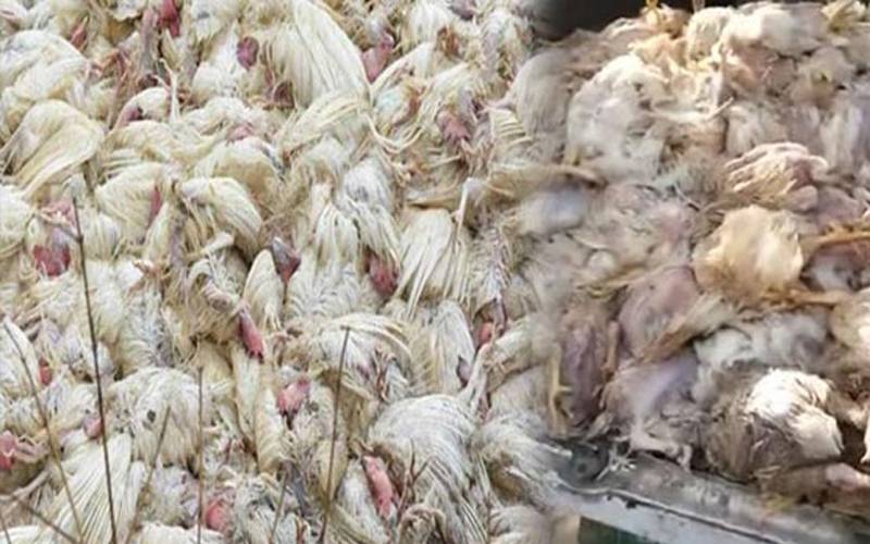 لاہور ٹولنٹن مارکیٹ میں آپریشن ،5ہزار850کلومضرصحت گوشت تلف