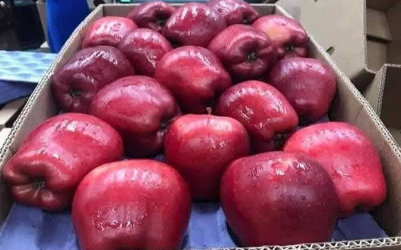 پاکستان کا ساتھ کیوں دیا، بھارتی تاجروں نے ترکیہ کے سیبوں کا بائیکاٹ کر دیا 
