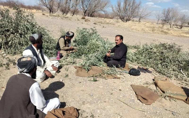دنیا کا سب سے بڑا مقابلہ، بلوچستان کے ضلع لورالائی کے الیو آئل کو سلور ایوارڈ 