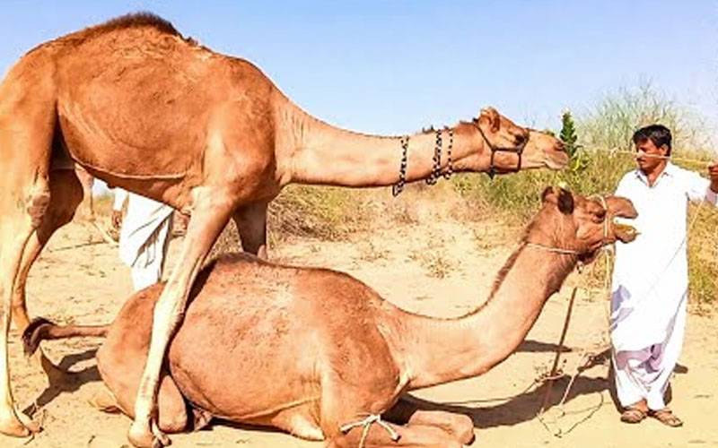 قربانی کے اونٹ نے شہری کا ہاتھ چبا ڈالا 