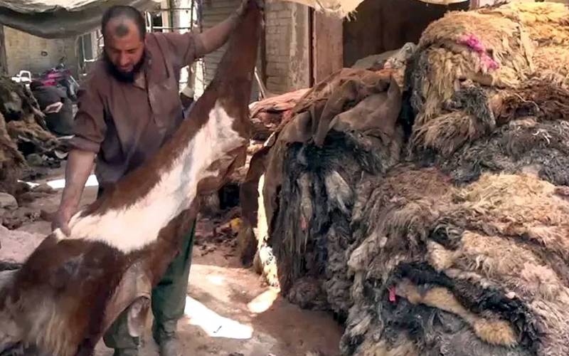 قربانی کی کھالیں جمع کرنے کے قواعد و ضوابط جاری