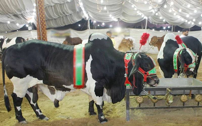 کراچی میں انڈے کھانے والا بیل توجہ کا مرکز 