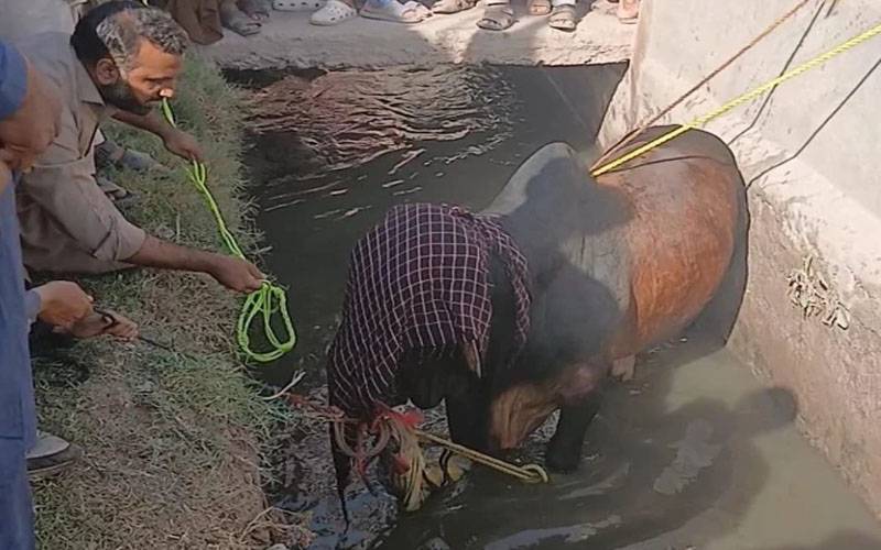 پشاور میں قربانی کیلیے لایا گیا بیل نالے میں گر گیا