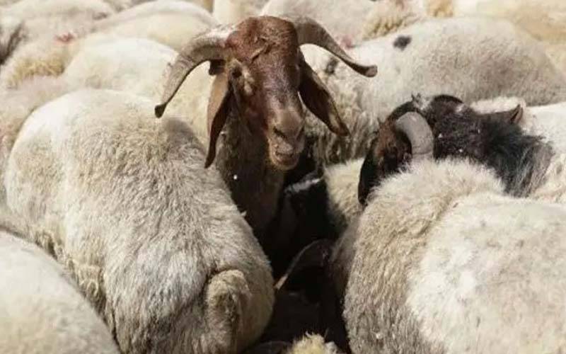 مراکش کے بادشاہ کی عوام سے قربانی نہ کرنےکی اپیل