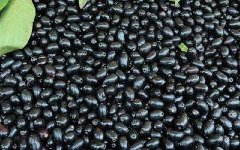 جامن صحت کا ضامن، کیا کیا فائدے دیتا ہے آپ سوچ بھی نہیں سکتے