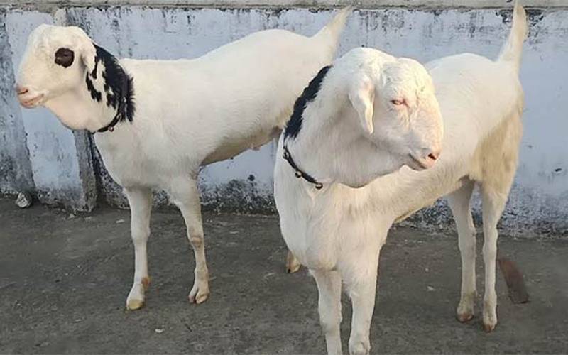 میانداد کو بھی ڈاکوؤں نے نہیں بخشا، 12 بکرے چھین کر فرار