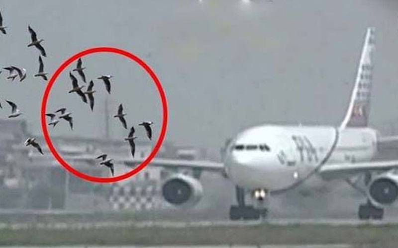 ایک سال میں مسافر طیاروں کے ساتھ پرندے ٹکرانے کے 102 واقعات رپورٹ
