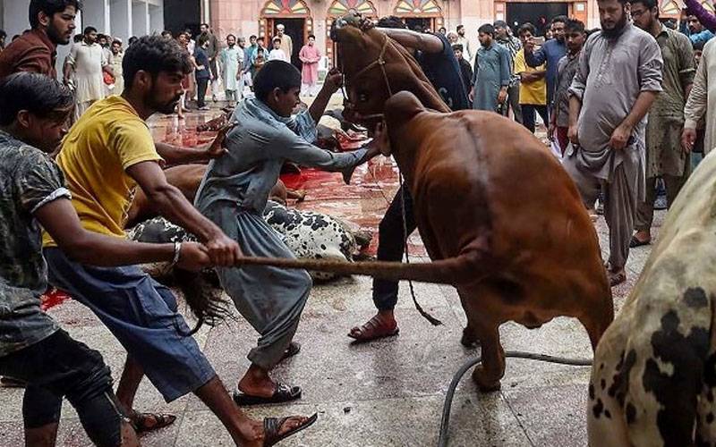عیدالاضحیٰ :پیشہ ور قصاب کو تلاش کرنا مسئلہ بن گیا ، معاوضوں سے بھی شہری پریشان 