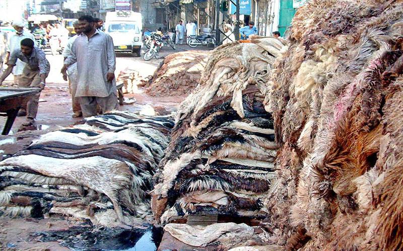 ملک بھر سے قربانی کے جانوروں کی 70 لاکھ کھالیں جمع ہونے کا امکان