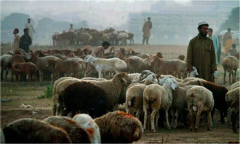 عیدالاضحیٰ پر پنجاب کی 292 منڈیوں میں 11 لاکھ سے زائد مویشیوں کی فروخت