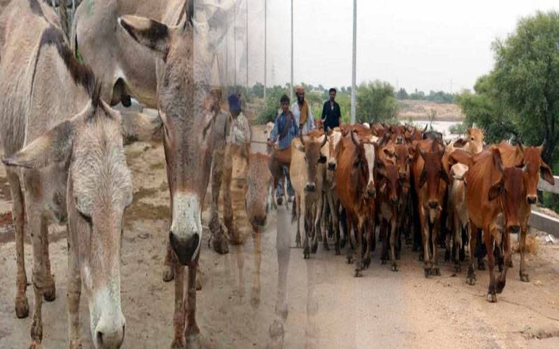 رواں مالی سال کے دوران گدھوں اور مویشیوں کی تعداد میں اضافہ