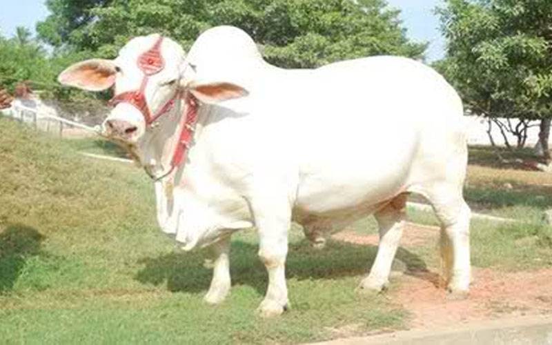 مہنگائی،رواں سال قربانی میں کتنی کمی ہوئی؟