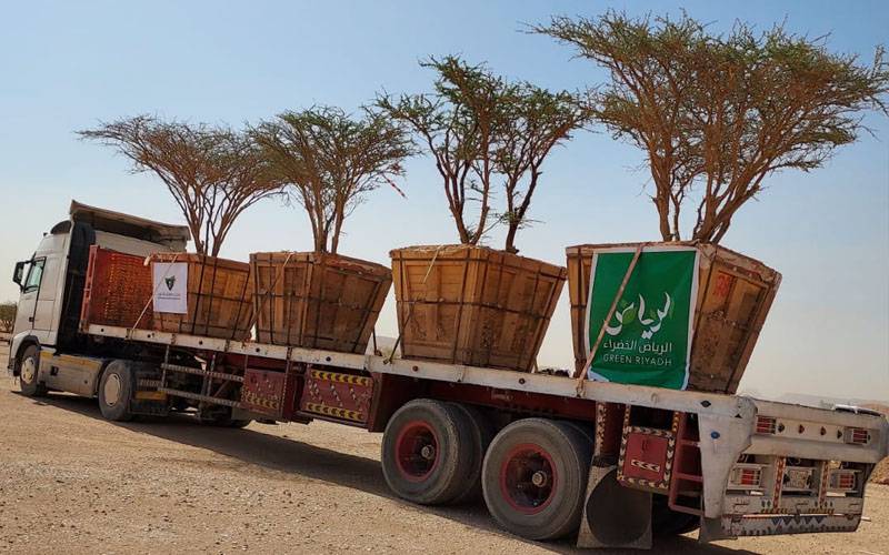 مدینہ منورہ سے100 سال پرانے درخت ہرے بھرے علاقوں میں منتقل