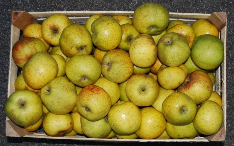  سیب پر چھوٹے چھوٹے نقطے کیوں ہوتے ہیں؟