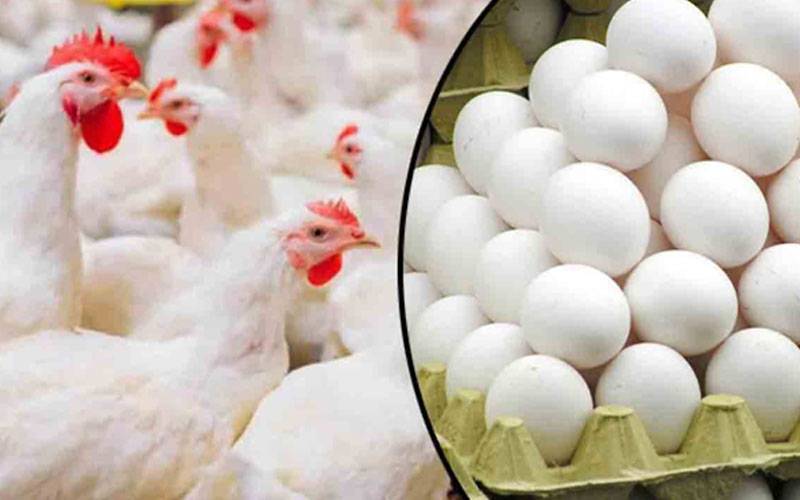 مرغی کی قیمت میں بڑا اضافہ، انڈے سستے