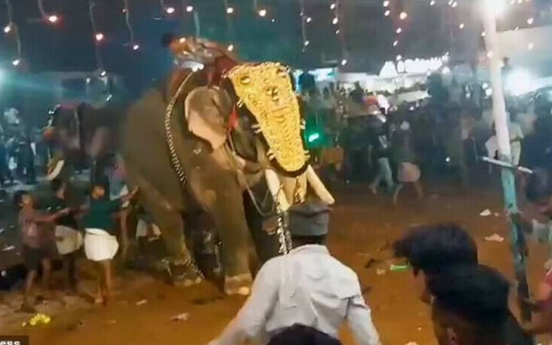  مذہبی تقریب میں ہاتھی بے قابو، ویڈیو وائرل