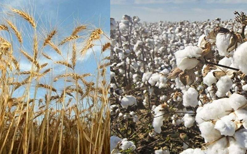کسانوں کا گندم ، کپاس کاشت نہ کرنے کا اعلان