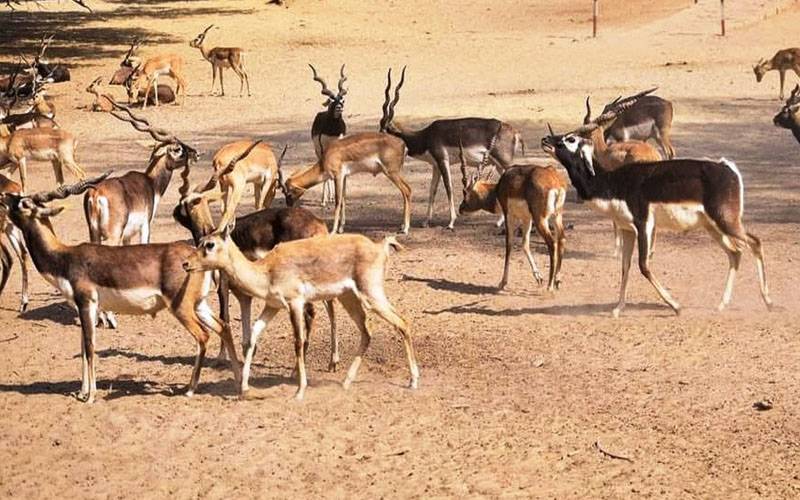 جھنگ، وائلڈ لائف پارک سے 3 قیمتی ہرن چوری کرلیے گئے