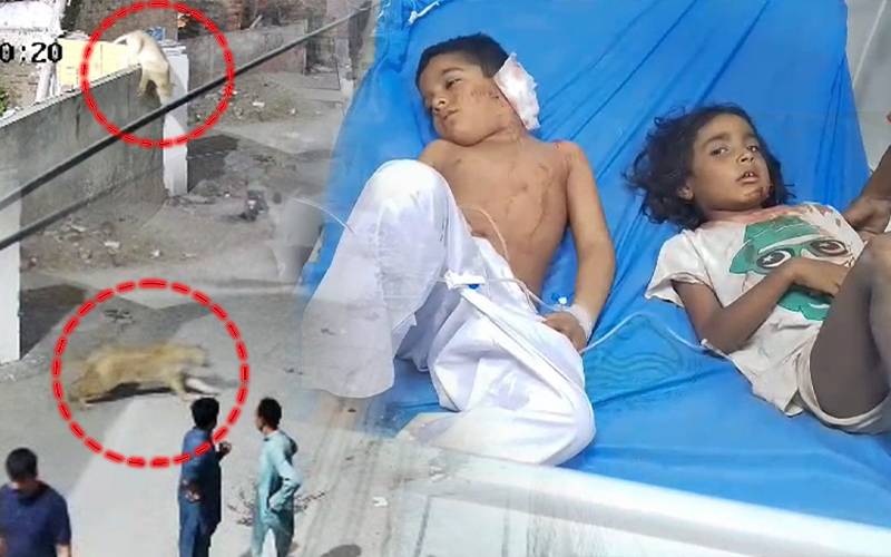  لاہور میں ڈیرے دار کا پالتو شیر بے قابو ،حملہ کرکے 2 معصوم بچوں اور خاتون کو زخمی کر دیا