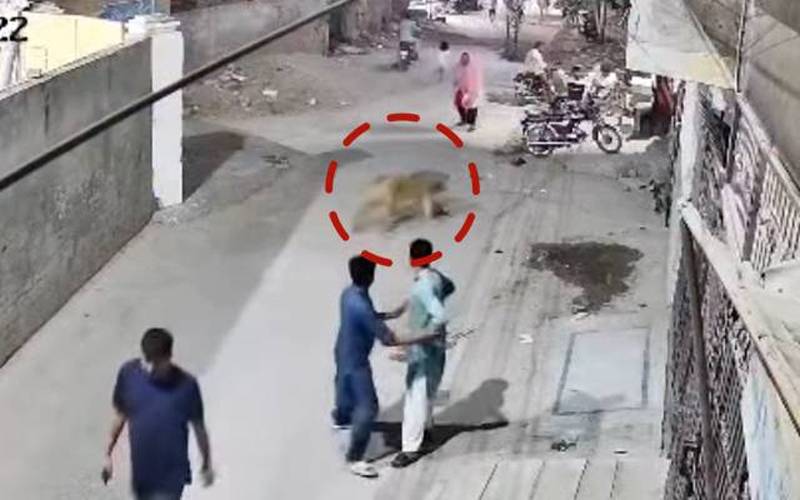 لاہور: شیرکا شہریوں پر حملہ، مالکان کو گرفتار کرکے مقدمہ درج کرلیا گیا  