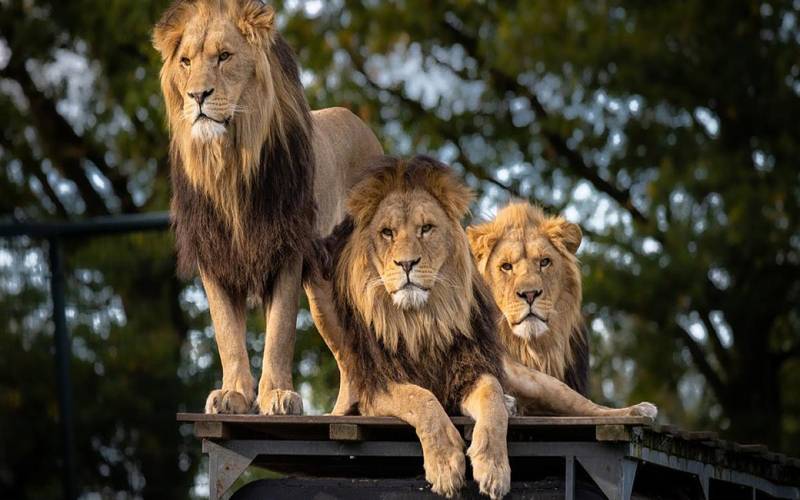 پنجاب: غیرقانونی طور پر رکھے گئے 13 شیر تحویل میں لے لئے گئے