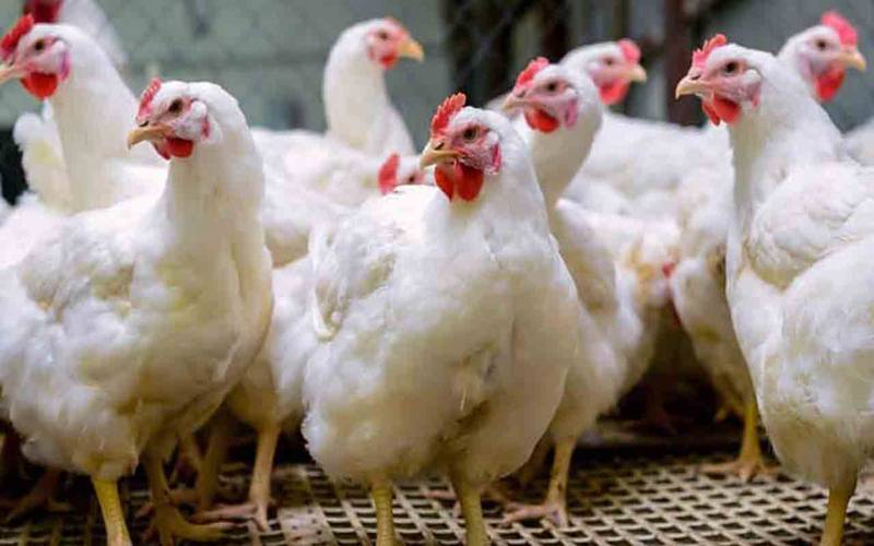 قیمت میں حیران کن کمی،مرغی سستی ہو گئی