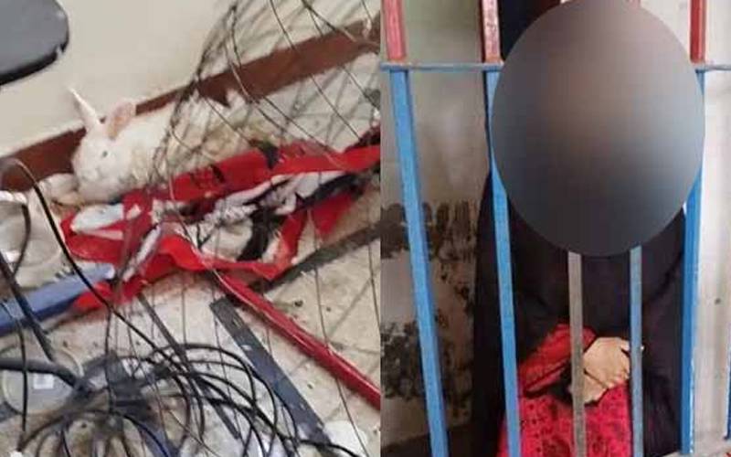  پالتو جانوروں کو مار کر تصاویر اورویڈیو سوشل میڈیا پر وائرل کرنیوالی خاتون گرفتار  