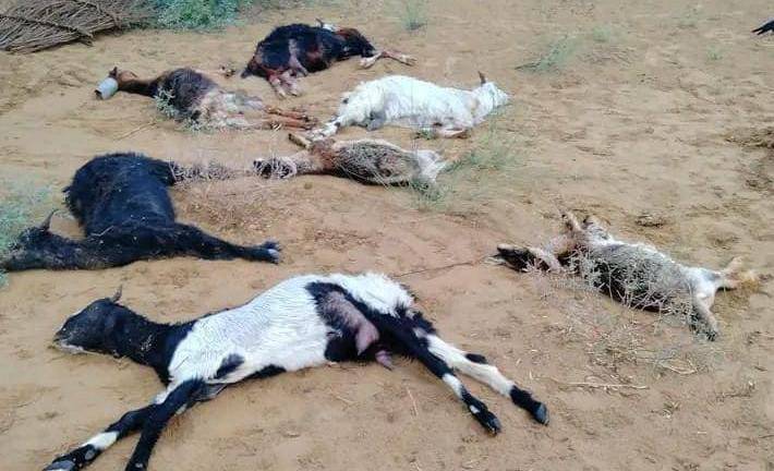 جنگل میں آسمانی بجلی گرنے سے 29بکریاں ہلاک